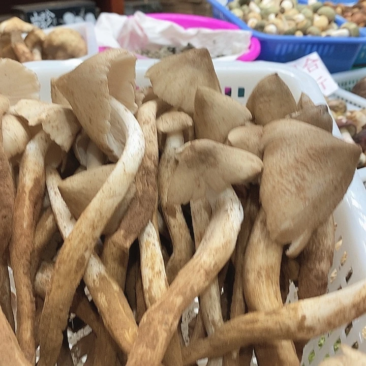 一物一拍中国大陆