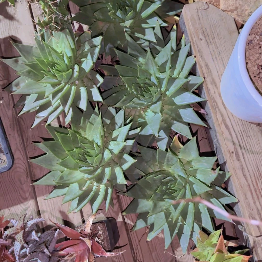 块根植物块根植物块根