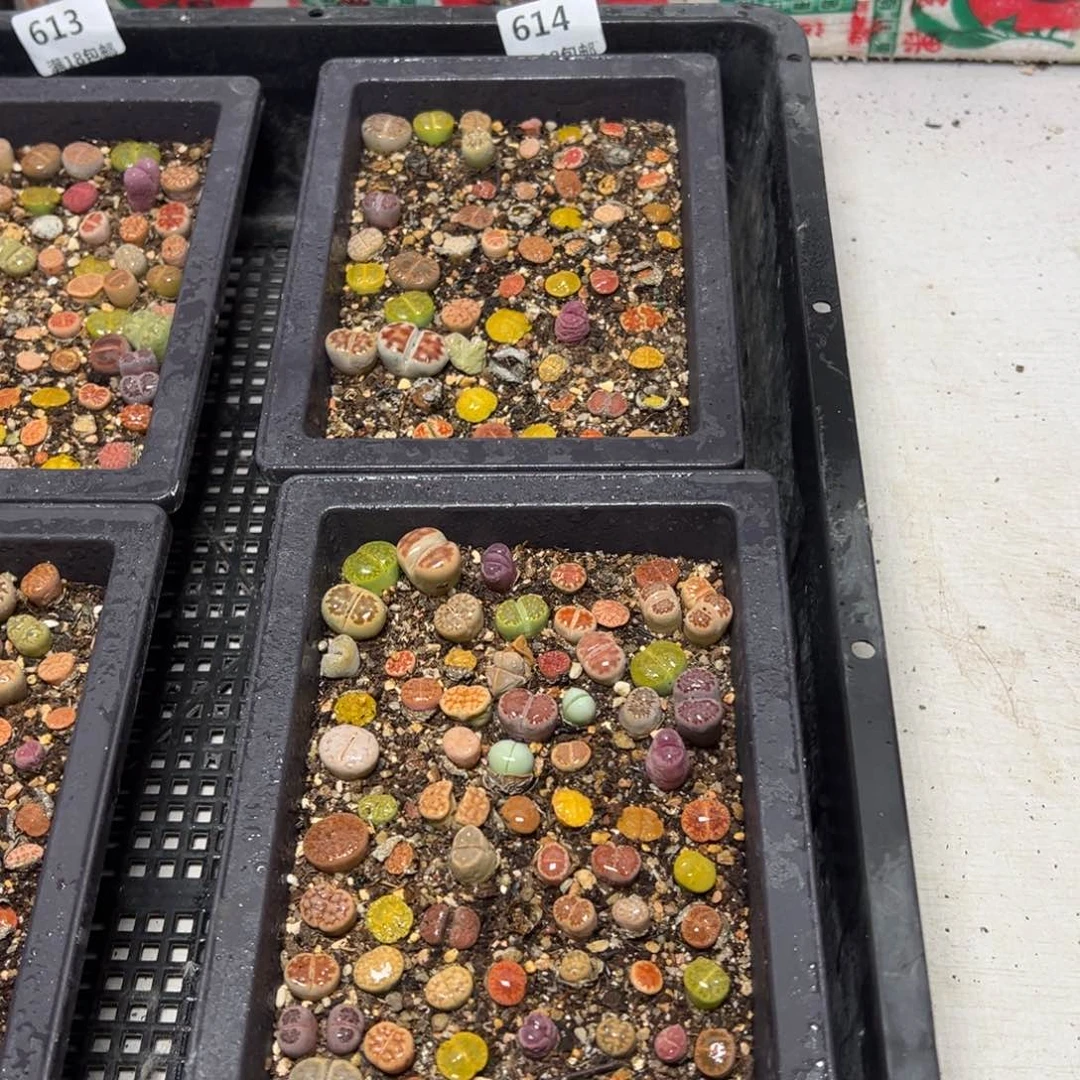 【闪购商品】 614。