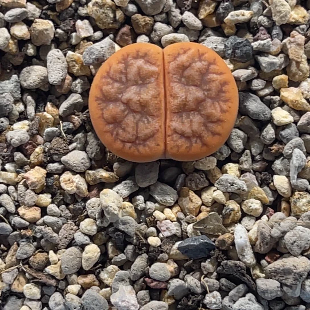 7180拿铁荒1尺寸1.8