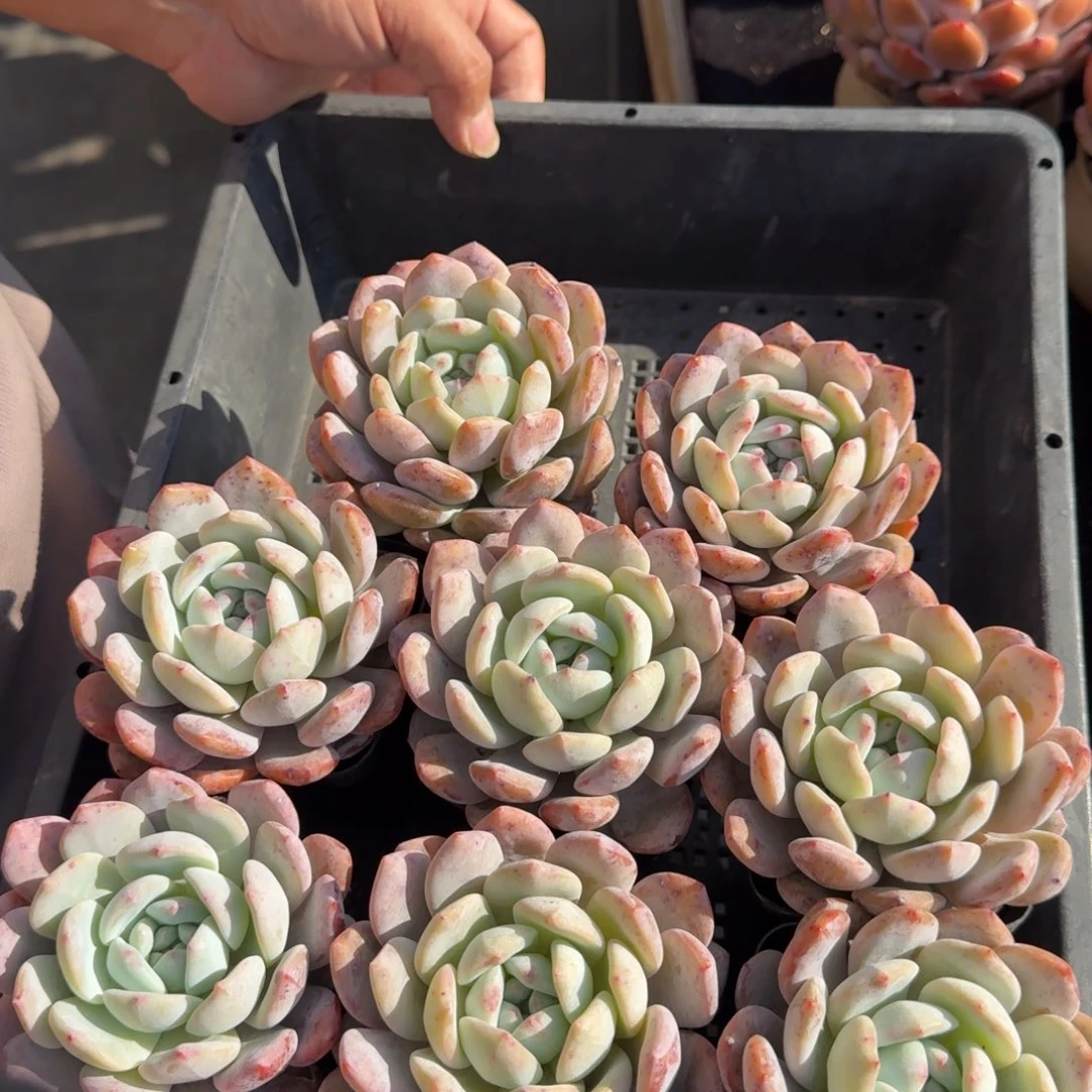 一组8颗，冠幅7-8公分左右