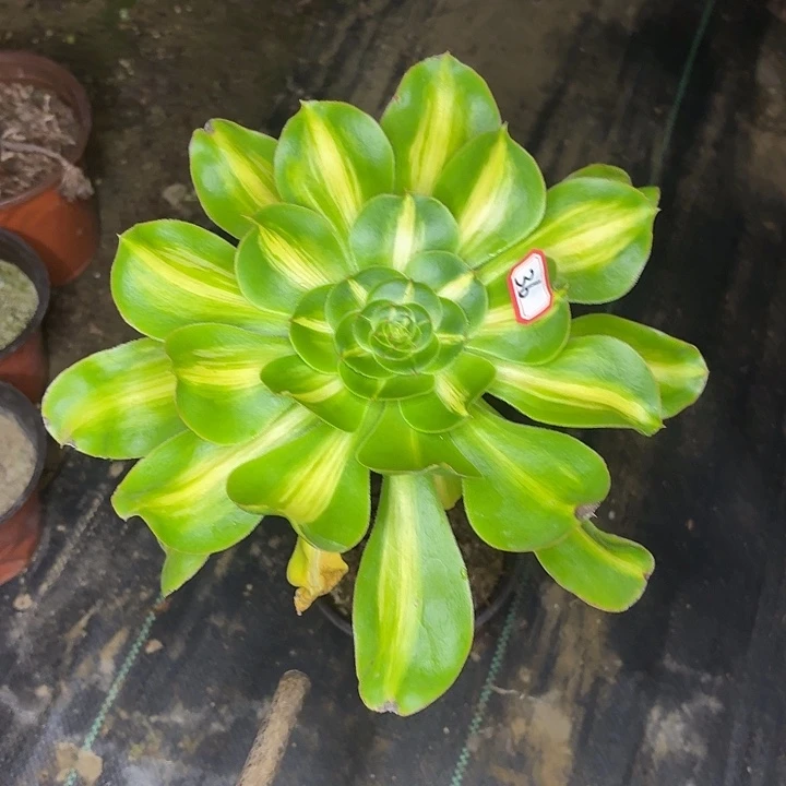 暴君大长腿36多肉植物