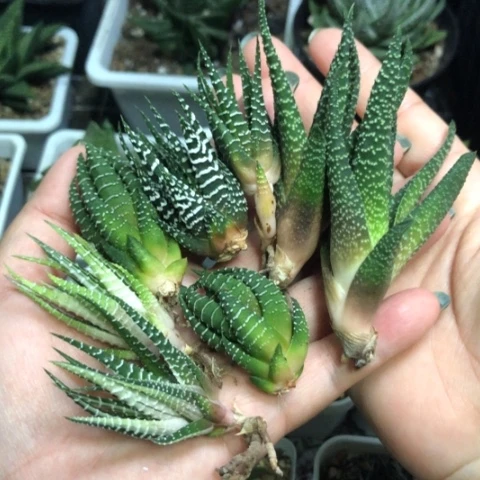 硬叶侧牙8颗一起发货哈哈哈