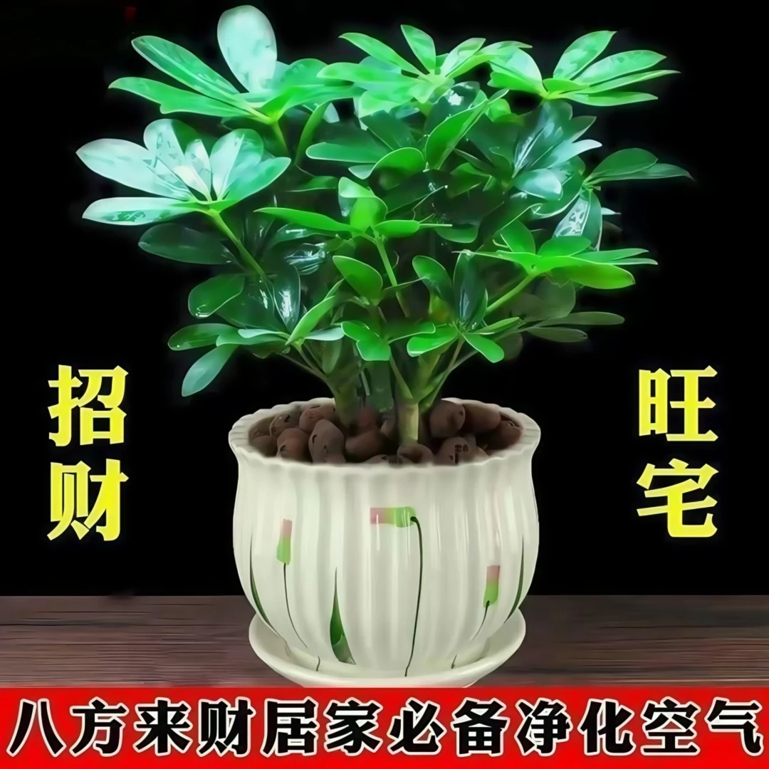【鸭脚木】绿植大盆栽净化空气土培水培懒人好养活八方来财办公室内