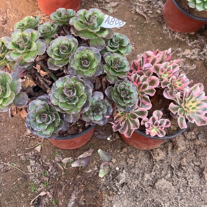 魅金女巫多肉植物899.