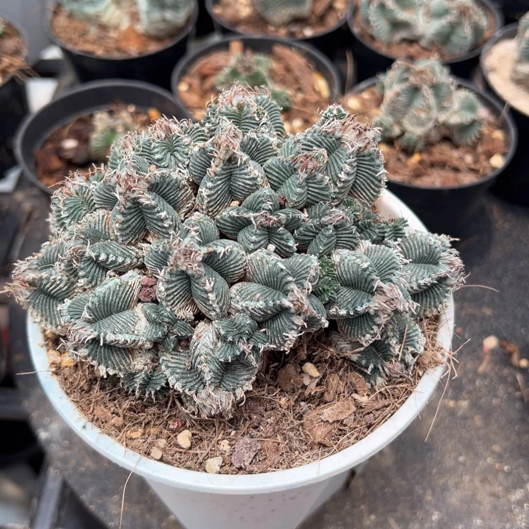 无花朵润茂实生老花花