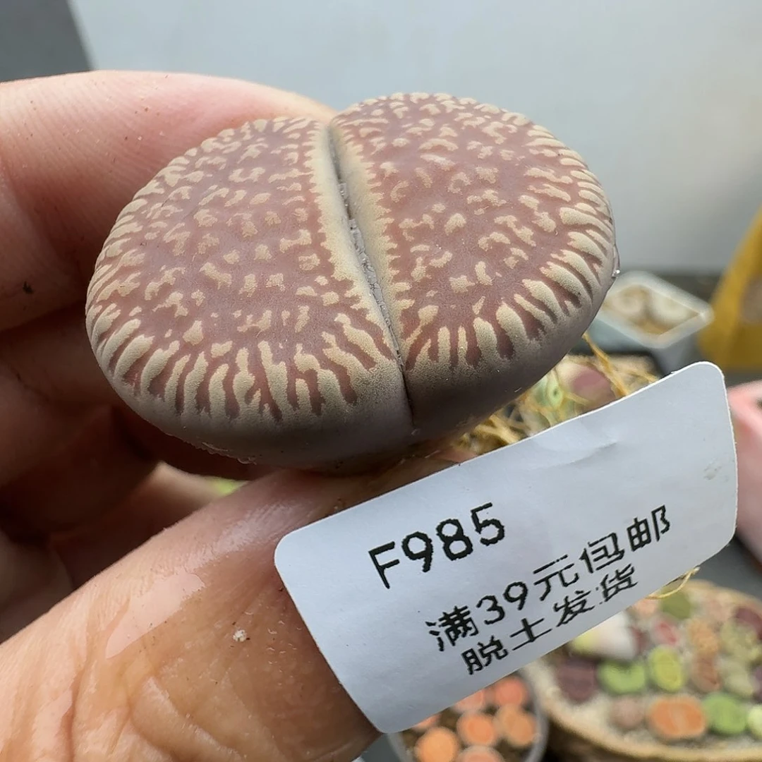 大***明985多肉哈哈哈哈哈哈哈