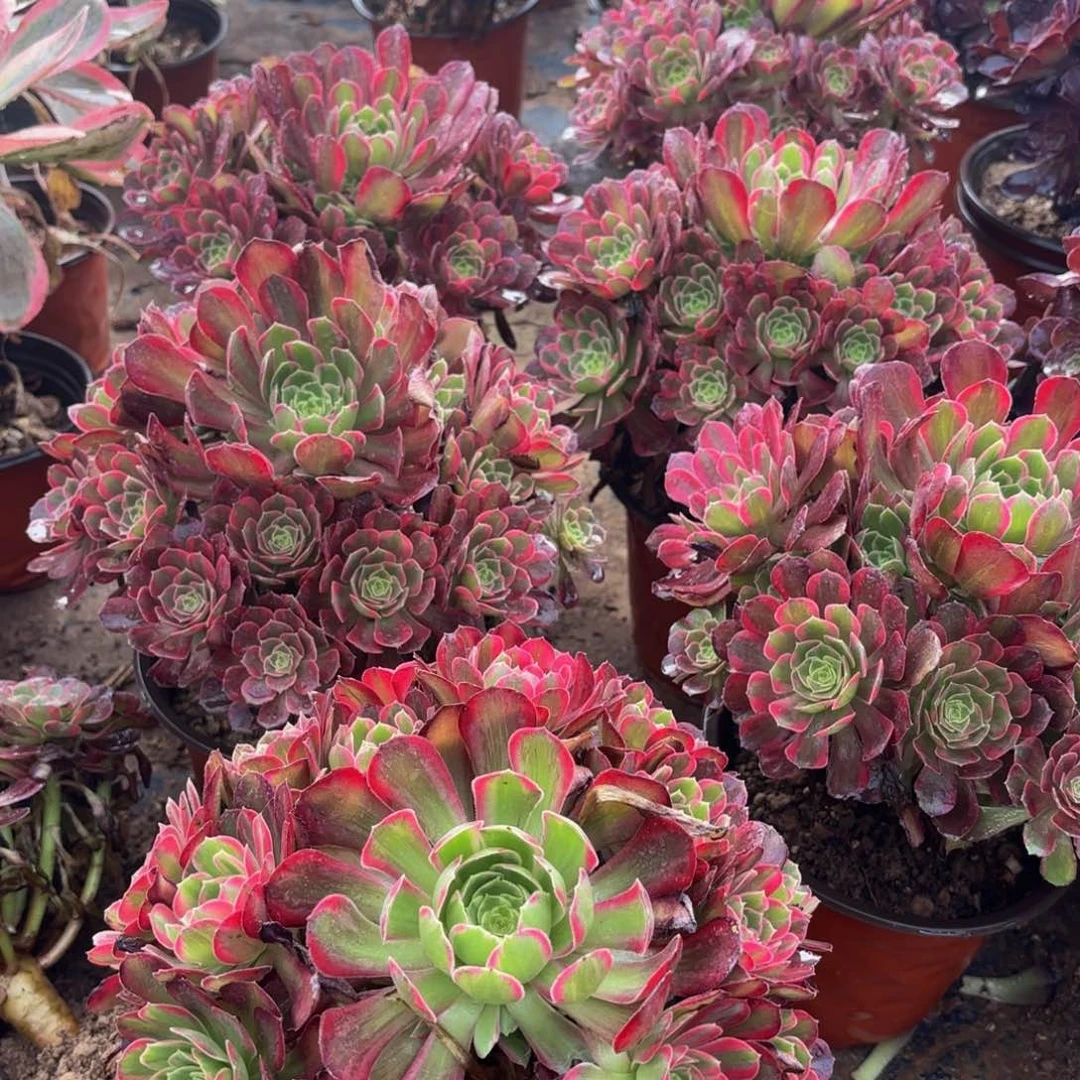 安娜9.9法师多肉嫩