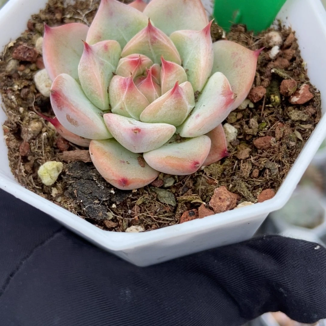 609比神多肉植物保护