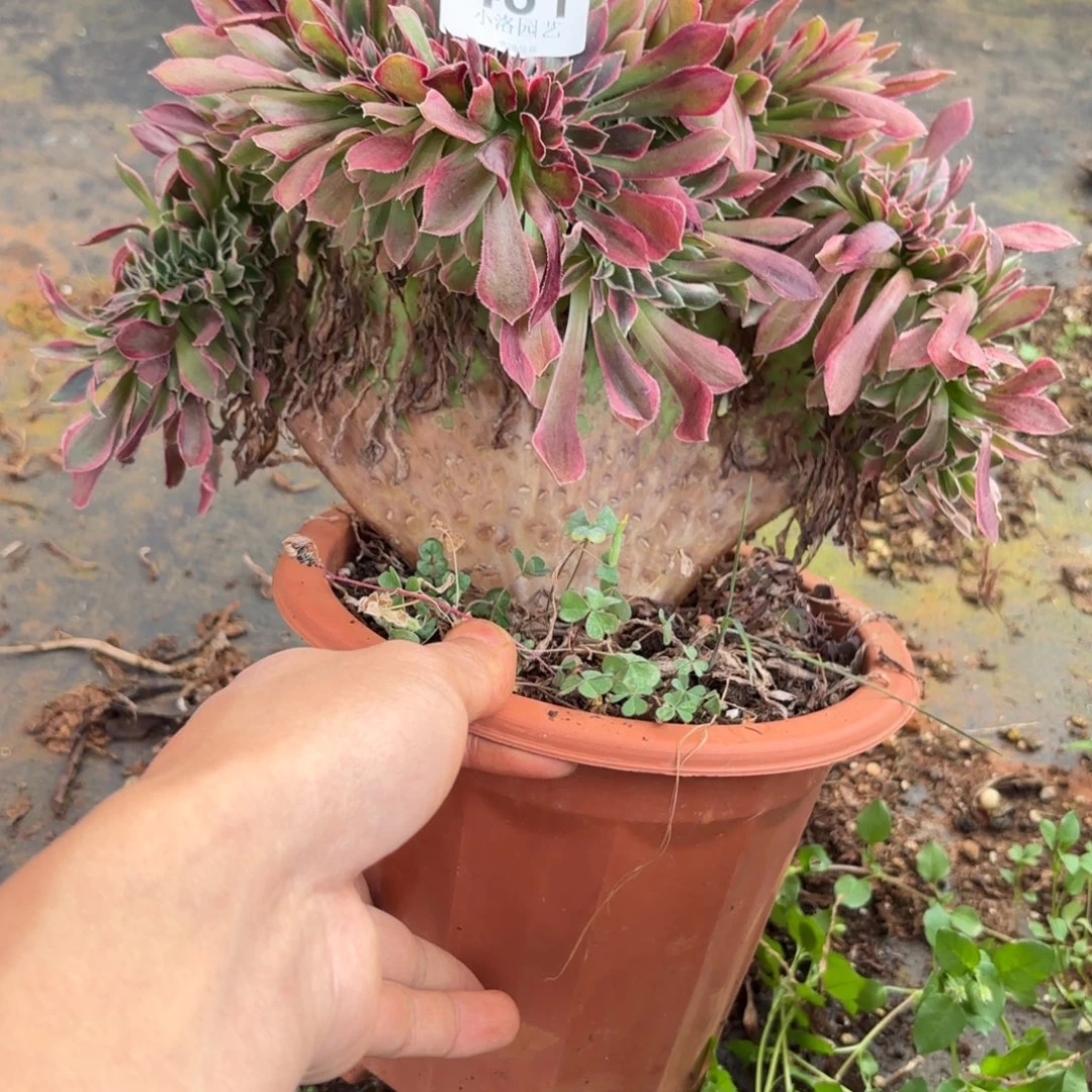 481号女神缀化多肉植物