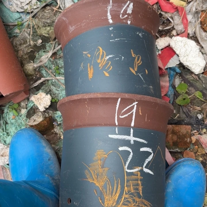 花盆紫砂紫砂的花