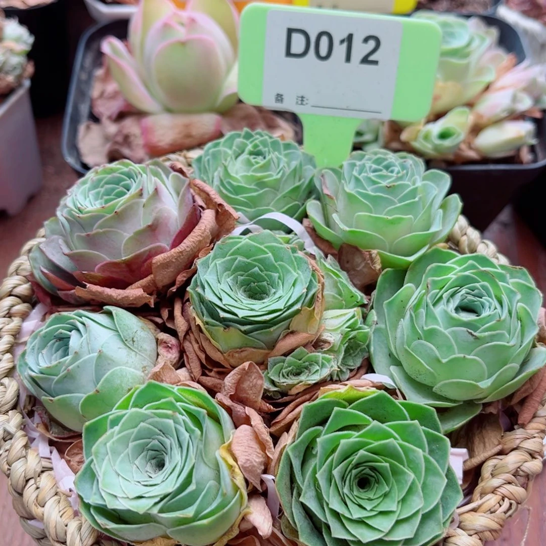 D012 开播福利花篮 一物一拍