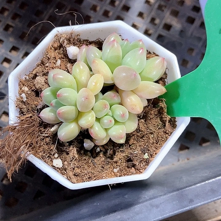 淡**利多肉植物157多肉萤火虫