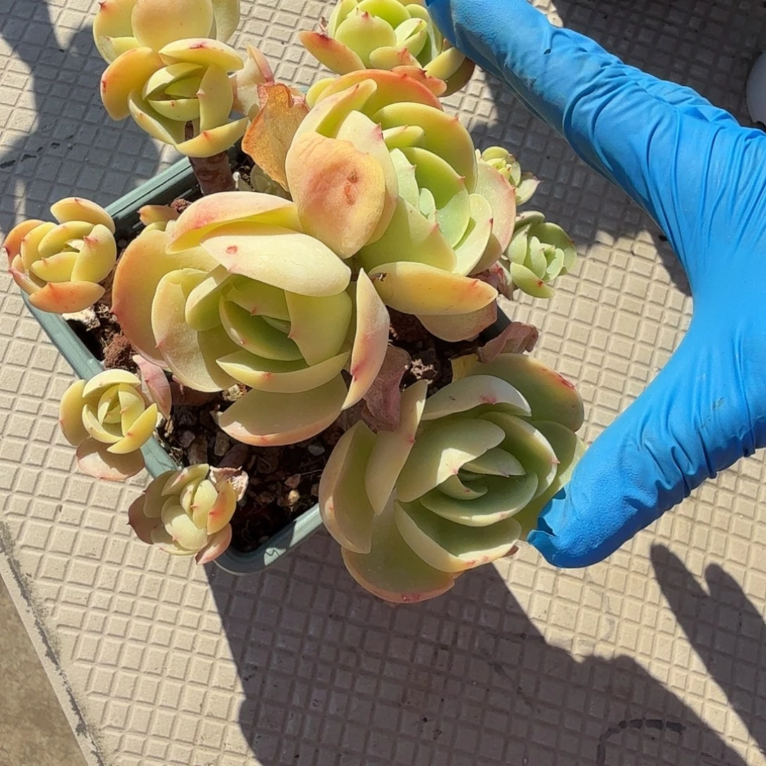 武***儿鸡蛋碧桃多肉植物一颗