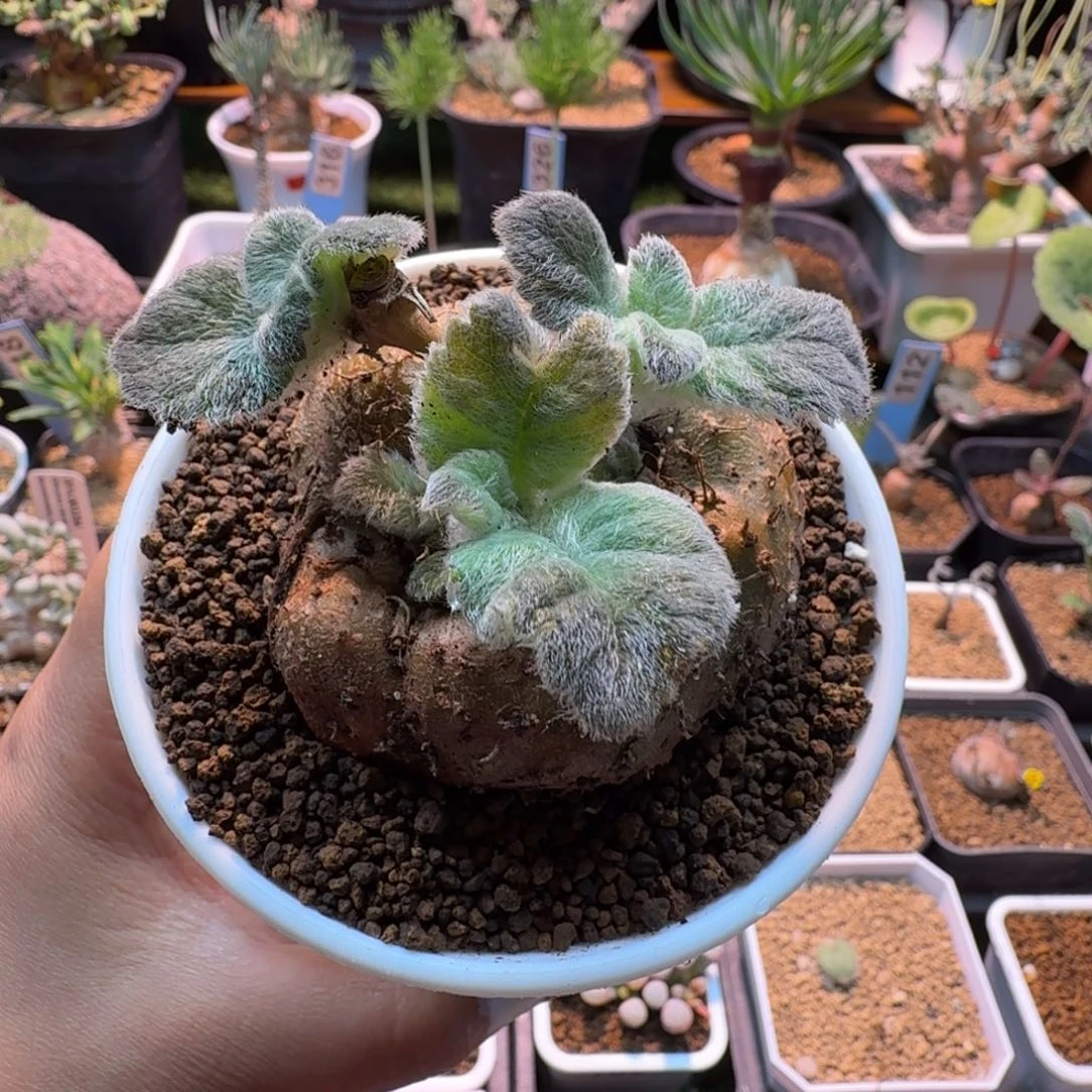 断涯王子646 仙人球