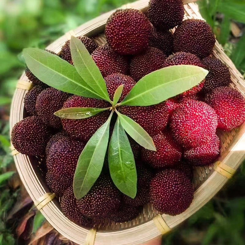 【宇宙之神】助农余姚杨梅现摘现发新鲜采摘当季颗大饱满酸甜多汁