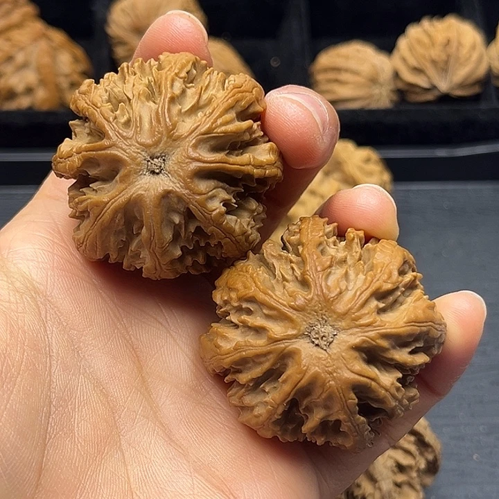 木质类秦岭突突突突突突突