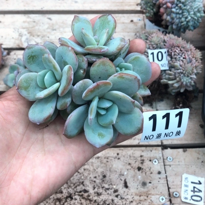 韩版自然群奶茶4头。111