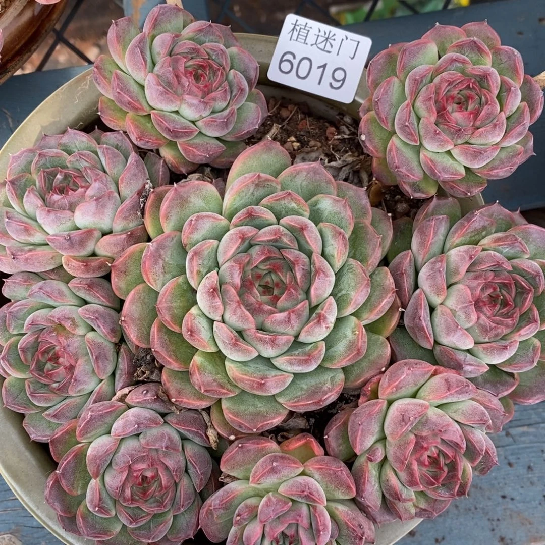 春***@杂交精品多肉6019~18厘米