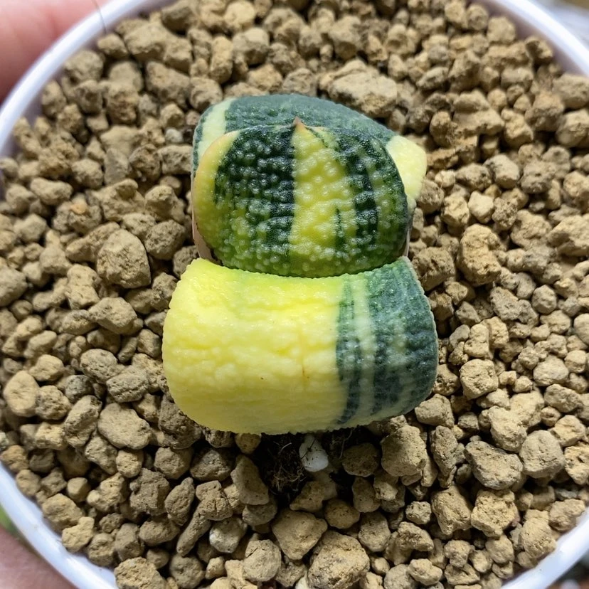 【闪购商品】40卧牛锦