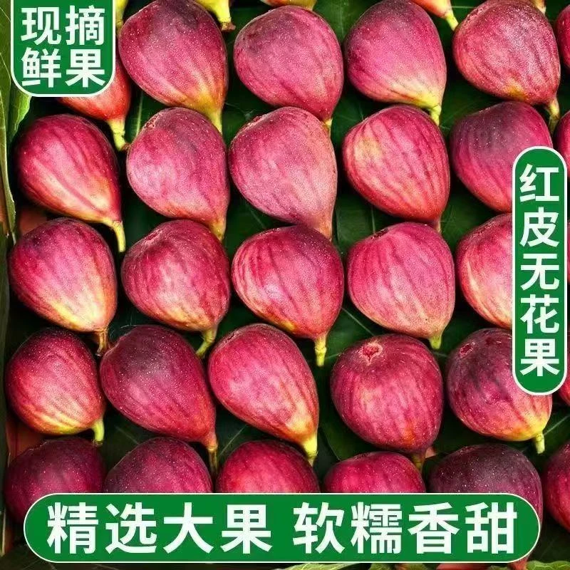 【软糯清甜】山东波姬红无花果 孕妇天然黄体酮