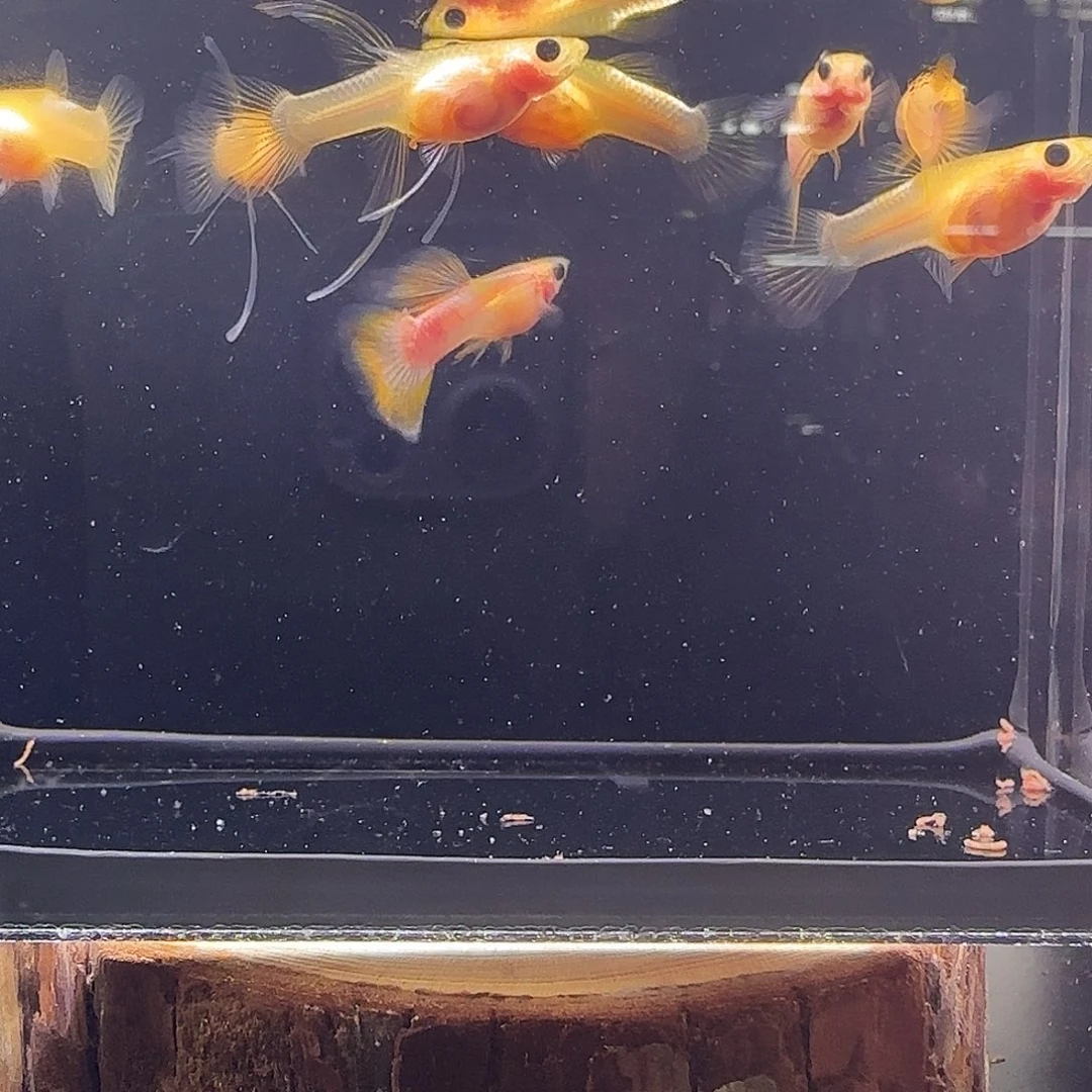 孔雀鱼幻彩粉猫大c一组15
