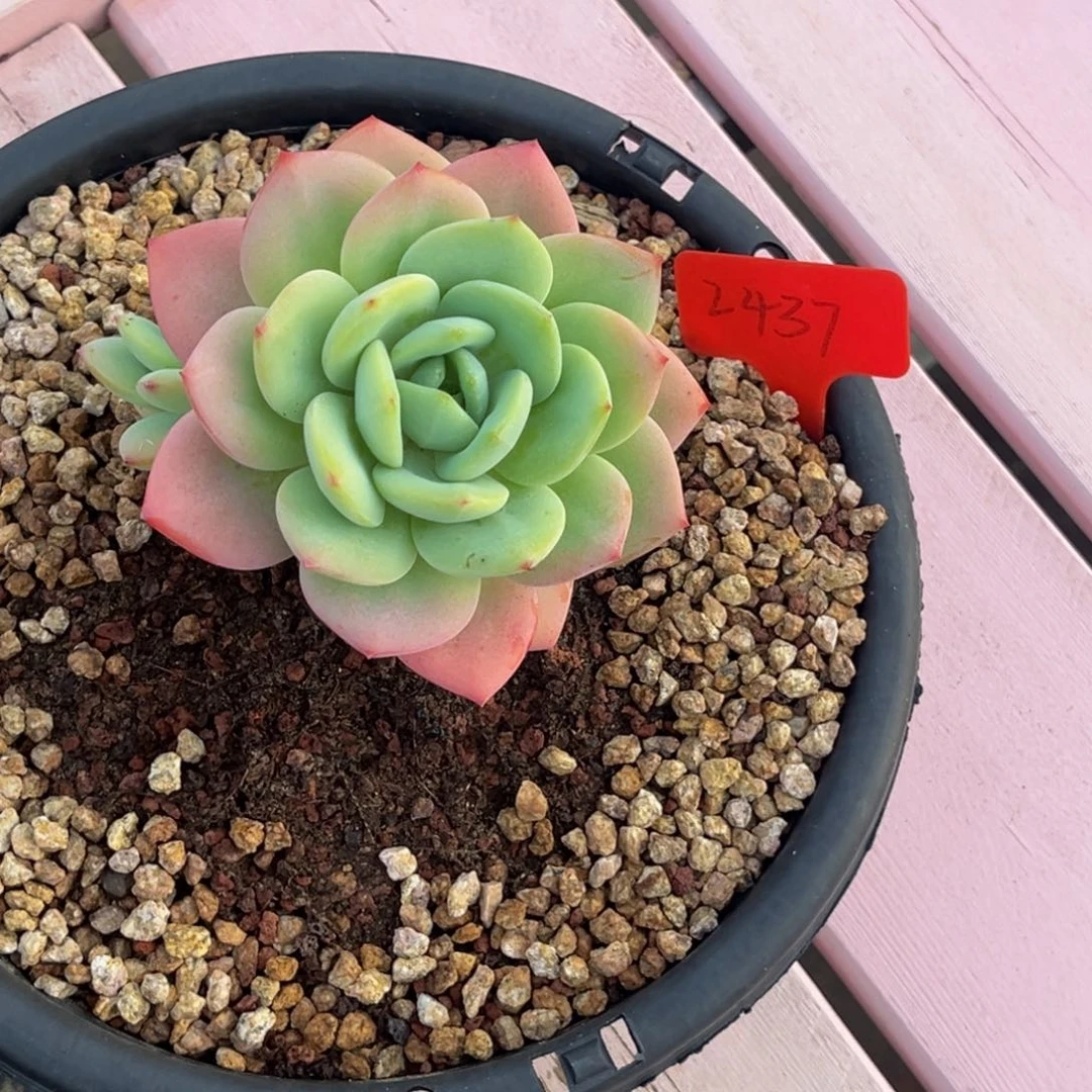 多***煜2437号下午景天系列群生多肉植物