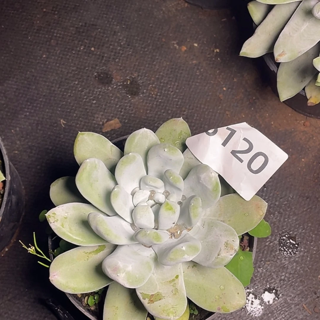 【闪购商品】拇指拇指