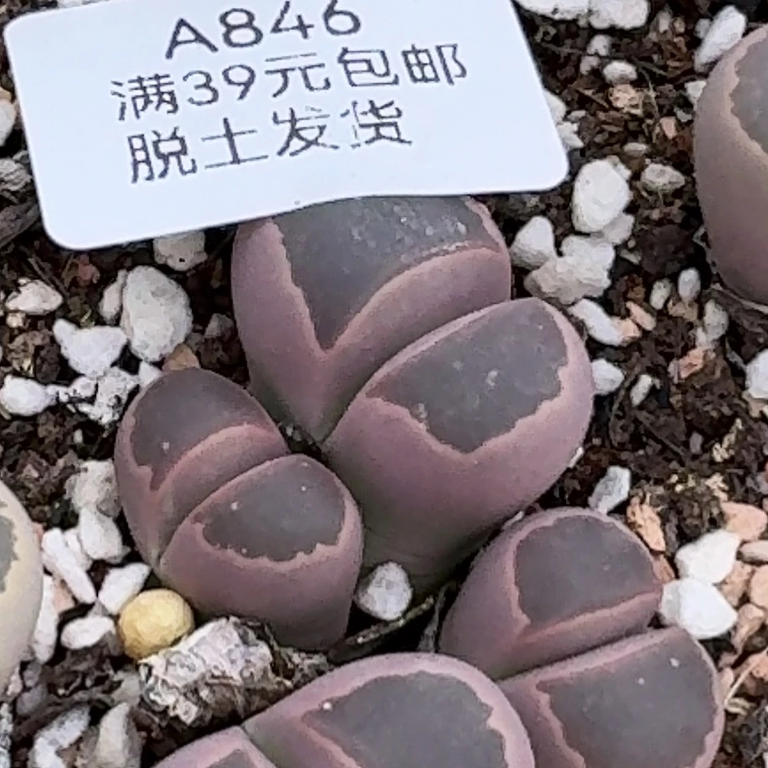 846多肉哈哈哈哈哈哈哈