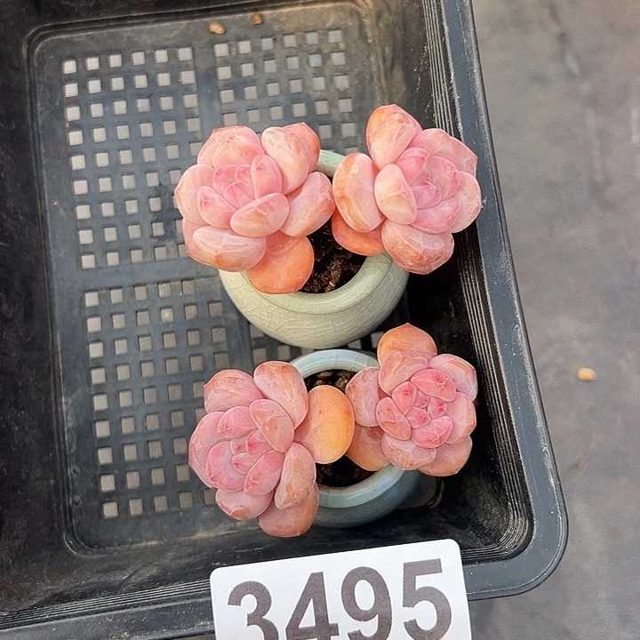 3495，俩个双头紫梦露带盆发