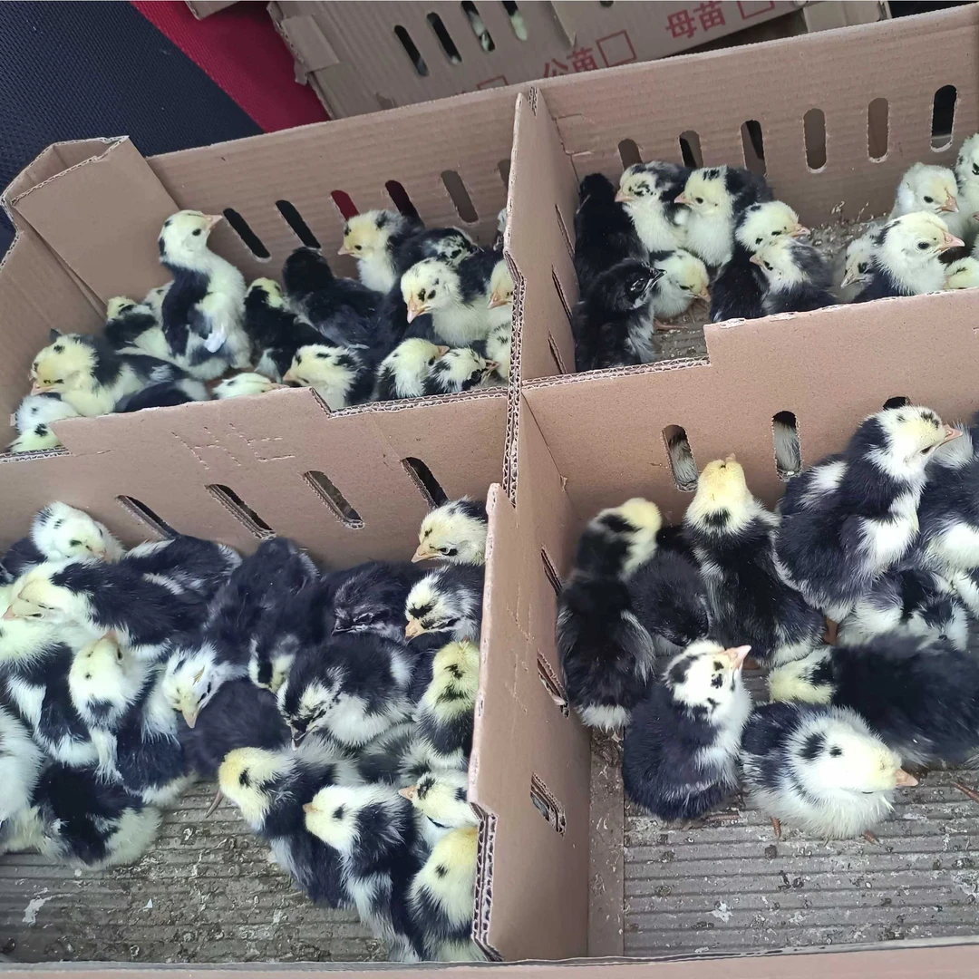 宠物贵妃黑白相间