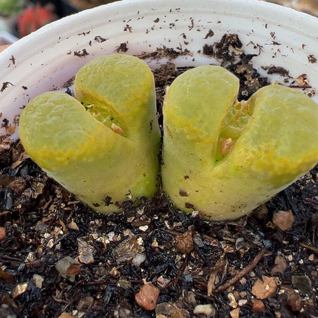 582多肉植物种类多样