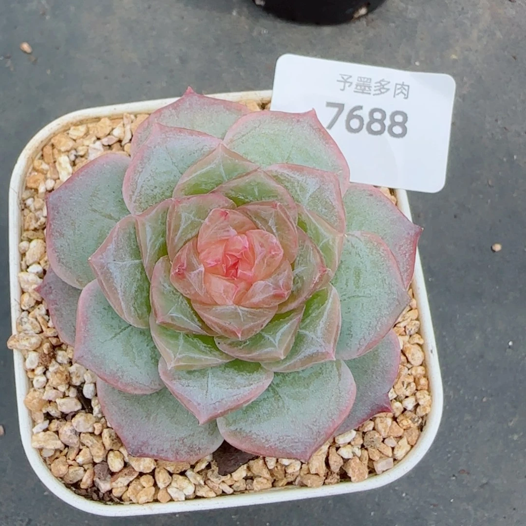 棉花糖系列，7688多肉植物