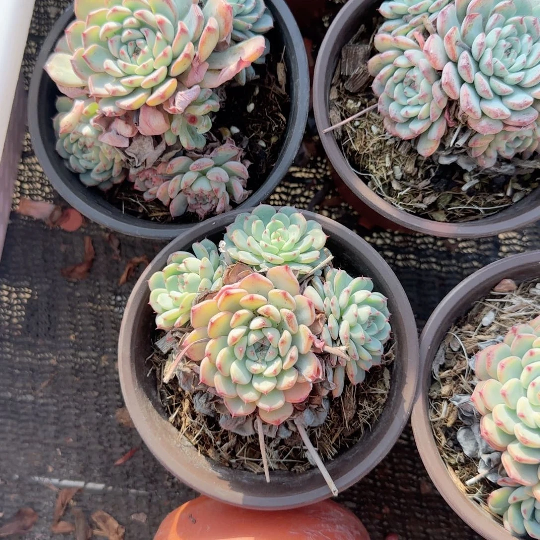 无花朵120小白姬莲