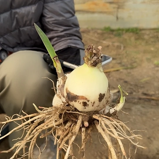 双梦1号6～7带两个侧 开花包对版