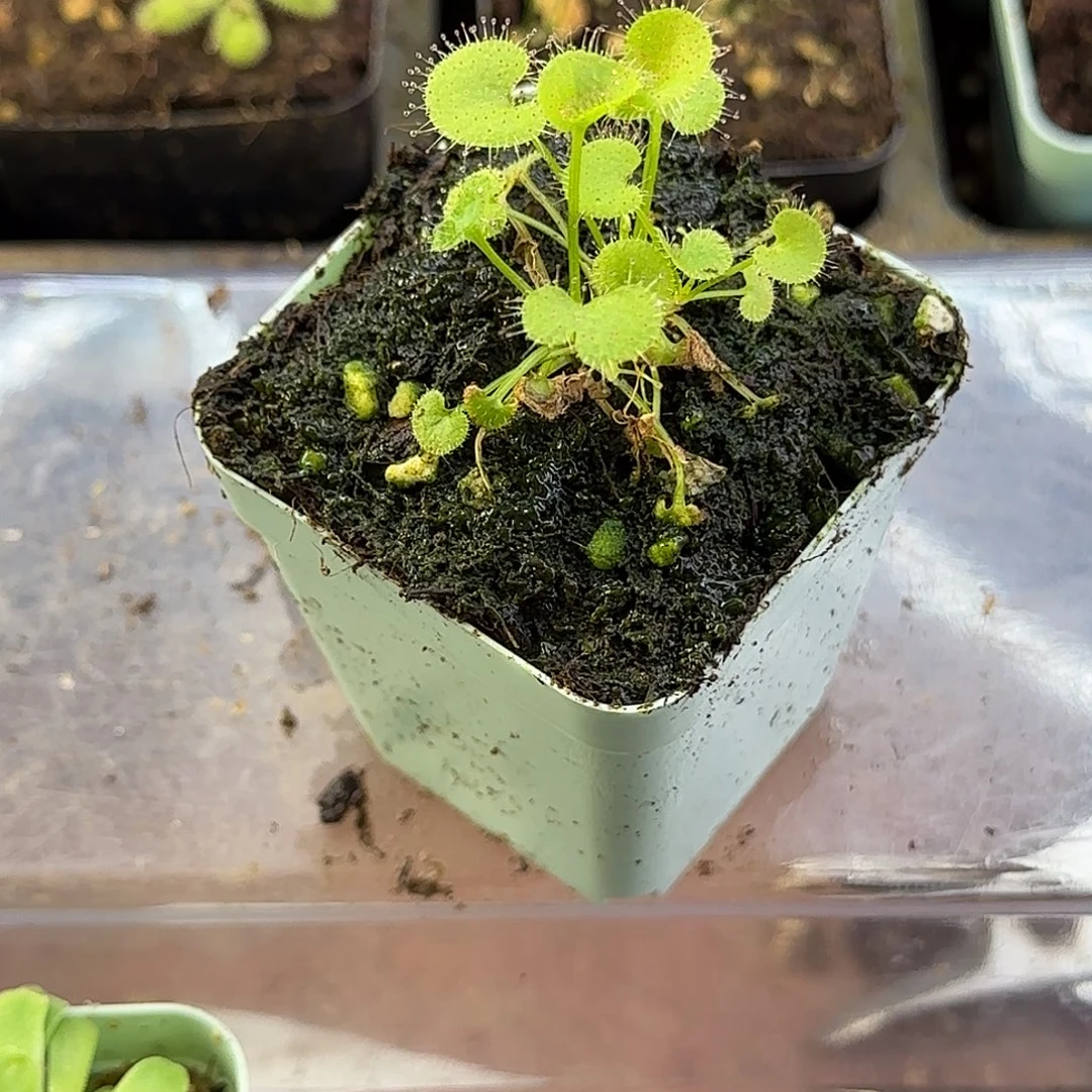 完全开放爱心负子茅膏菜