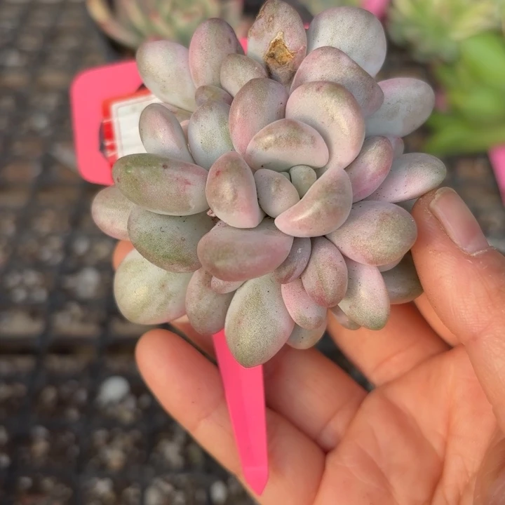 花斑鹿手捧锦多肉植物无根