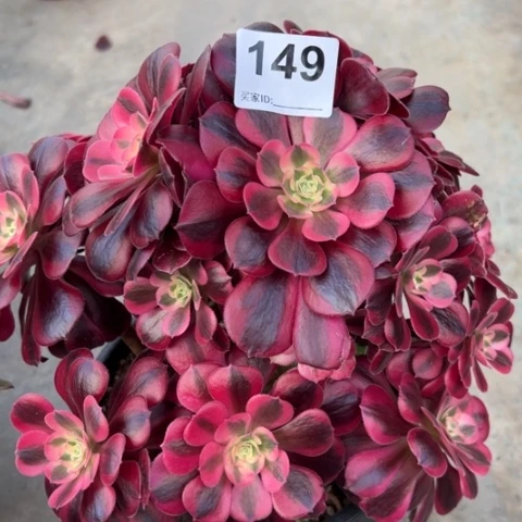 149美杜莎25厘米左右