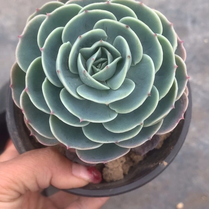 玉蝶。大。（满9.99包邮不满9.99发叶子）