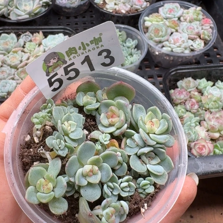 多肉植物多肉植物