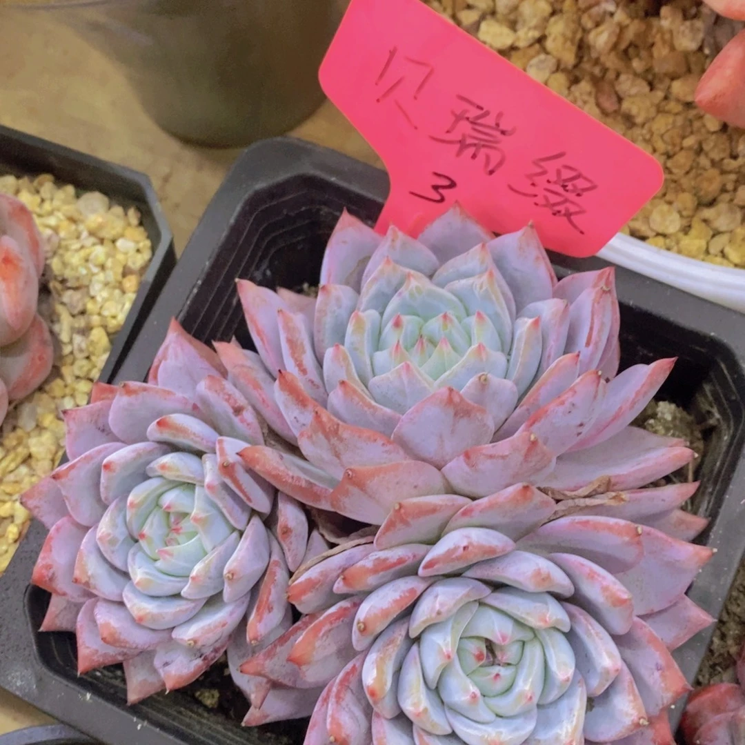 元旦第一场直播，节日快乐