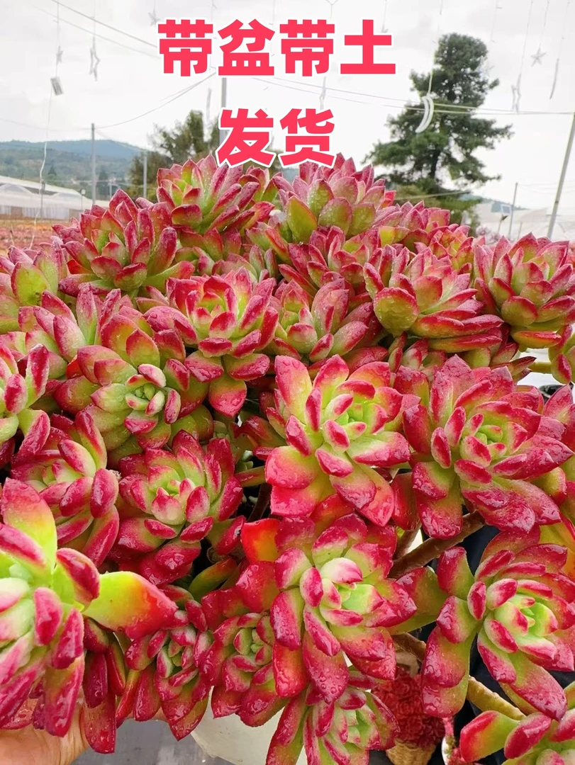 x老桩红稚莲 带盆带土！新手好养 云南基地直发