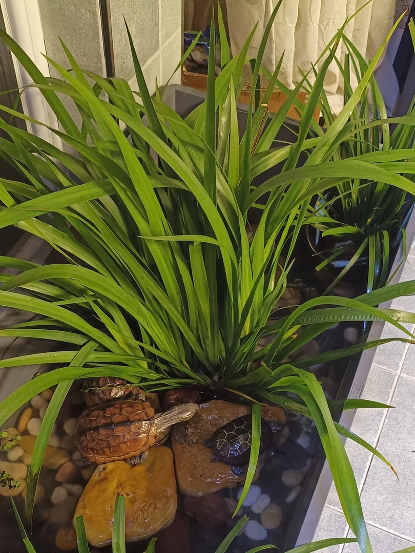 水培石菖蒲黄柏树鼠尾草盆栽吸水石造景植物耐阴好养四季常青室内