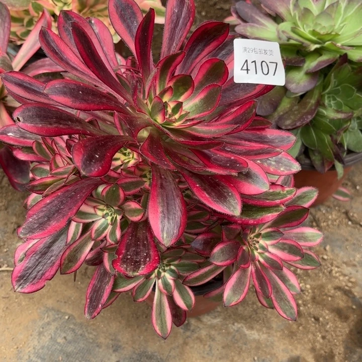 香奈儿多肉法师4107