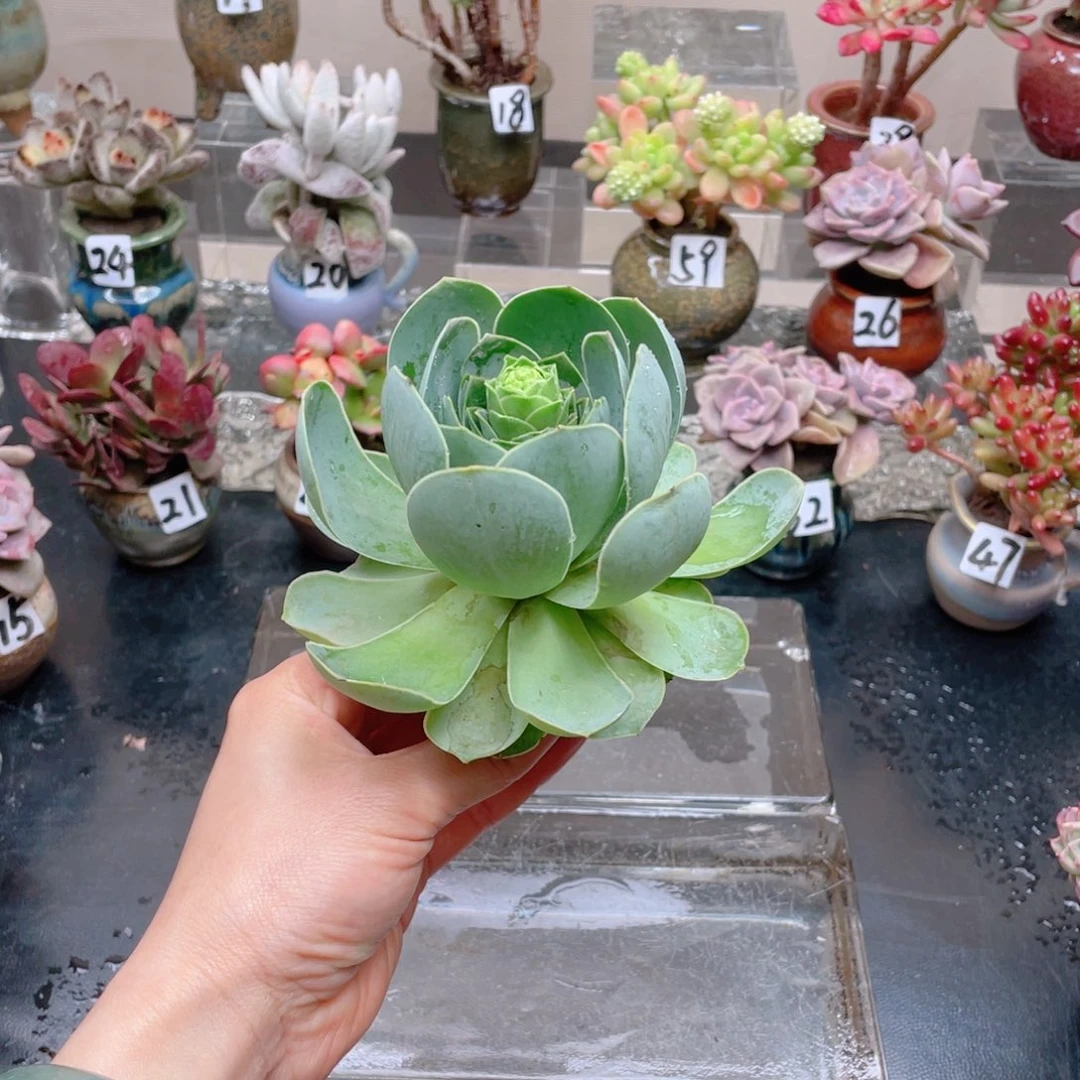 无铅玻璃东*花器花器花器好玩好玩