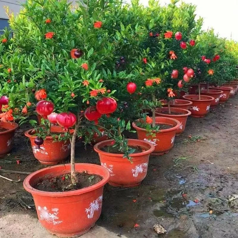 三品石榴果树苗当年结果