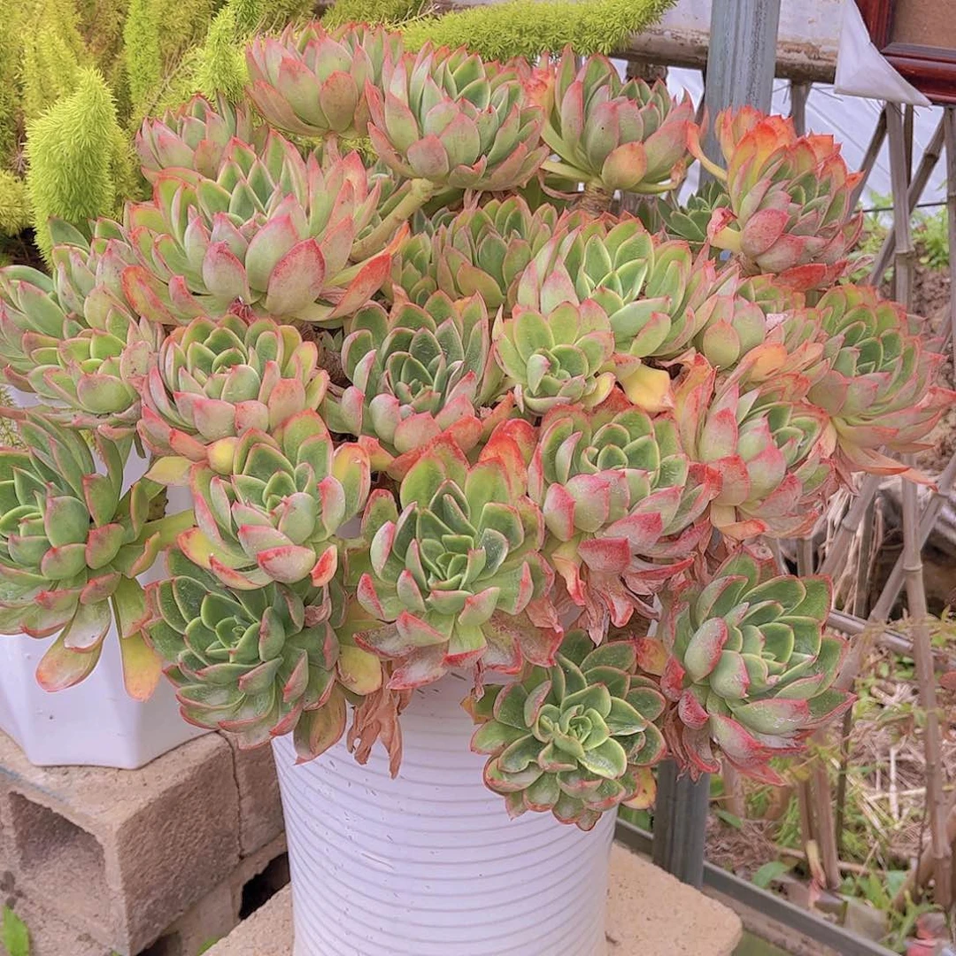 多肉老桩多肉老桩