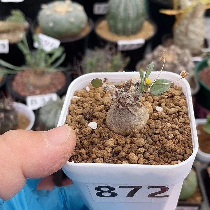 毛***ㅤ872恩特美块根植物