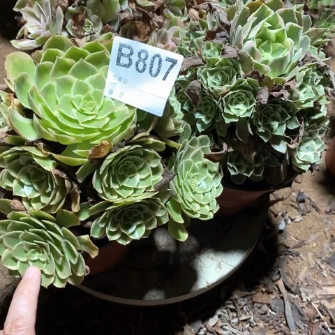 Z***己807三颗法师多肉植物