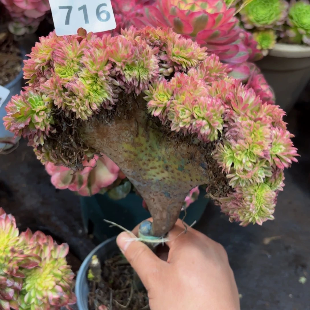 Z*D716多肉植物金丝菊缀